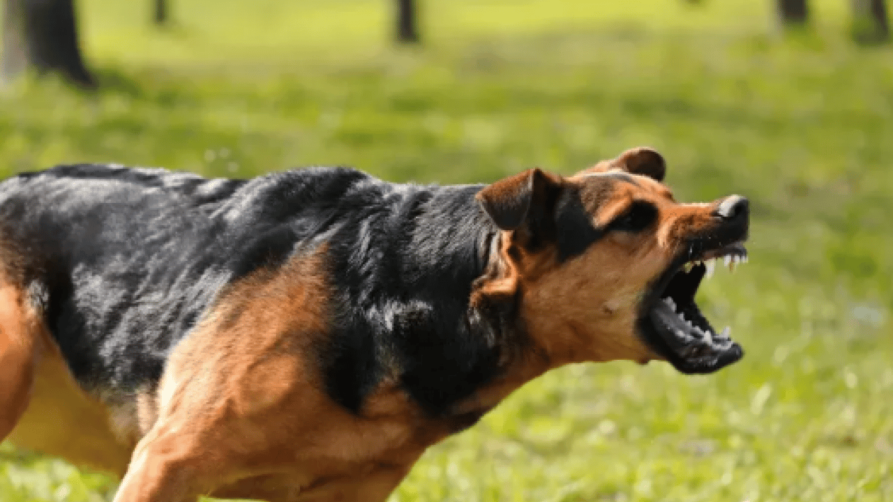 Foto - CHP’den köpeklere dokunulmazlık teklifi: ‘Kısırlaştırıp salın sokaklara!