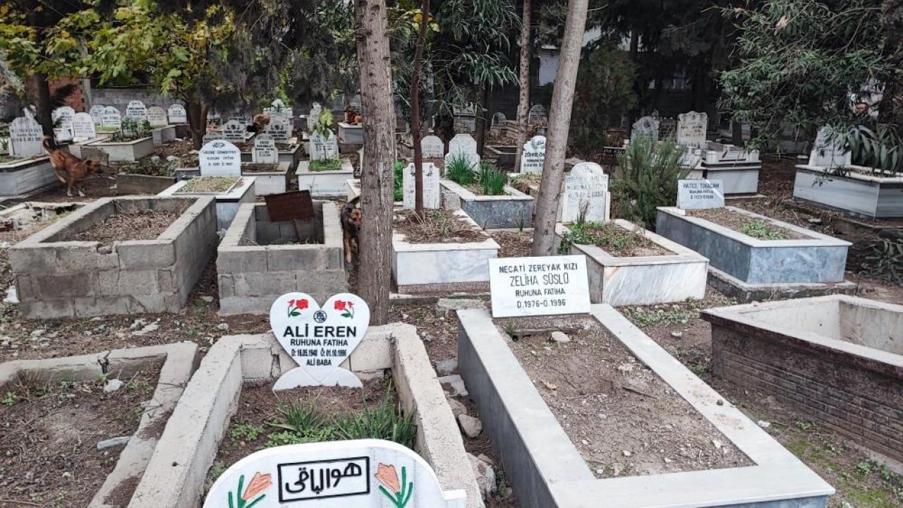 Foto - CHP'li belediyeden Adana'da sokak köpeği komedisi Onlarca köpekten sadece bir tanesini yakaladılar