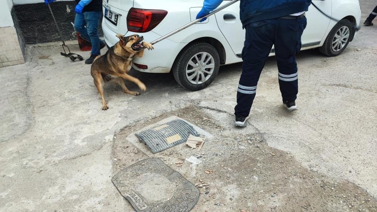 Foto - CHP'li belediyeden Adana'da sokak köpeği komedisi Onlarca köpekten sadece bir tanesini yakaladılar