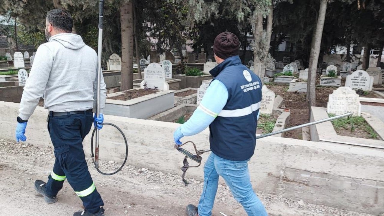 Foto - CHP'li belediyeden Adana'da sokak köpeği komedisi Onlarca köpekten sadece bir tanesini yakaladılar