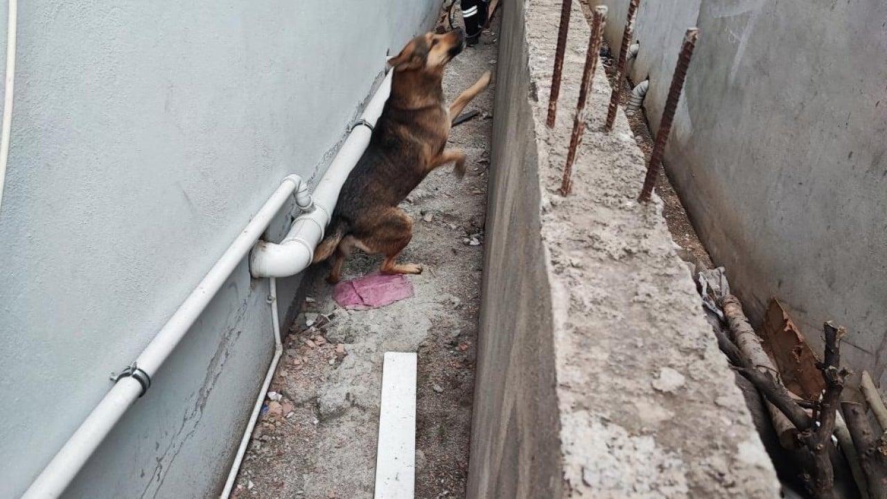 Foto - CHP'li belediyeden Adana'da sokak köpeği komedisi Onlarca köpekten sadece bir tanesini yakaladılar