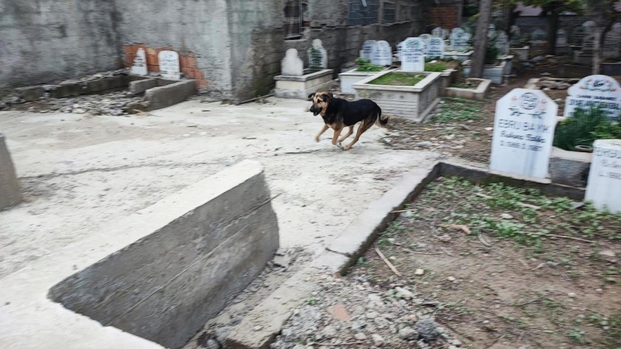 Foto - CHP'li belediyeden Adana'da sokak köpeği komedisi Onlarca köpekten sadece bir tanesini yakaladılar