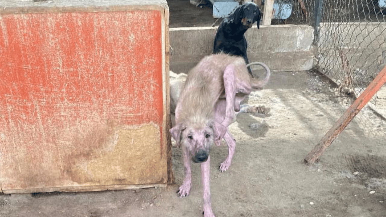 Foto - CHP’li belediyenin barınağında skandal görüntüler! Bunlar mıydı hayvansever? 