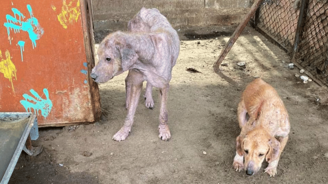 Foto - CHP’li belediyenin barınağında skandal görüntüler! Bunlar mıydı hayvansever? 