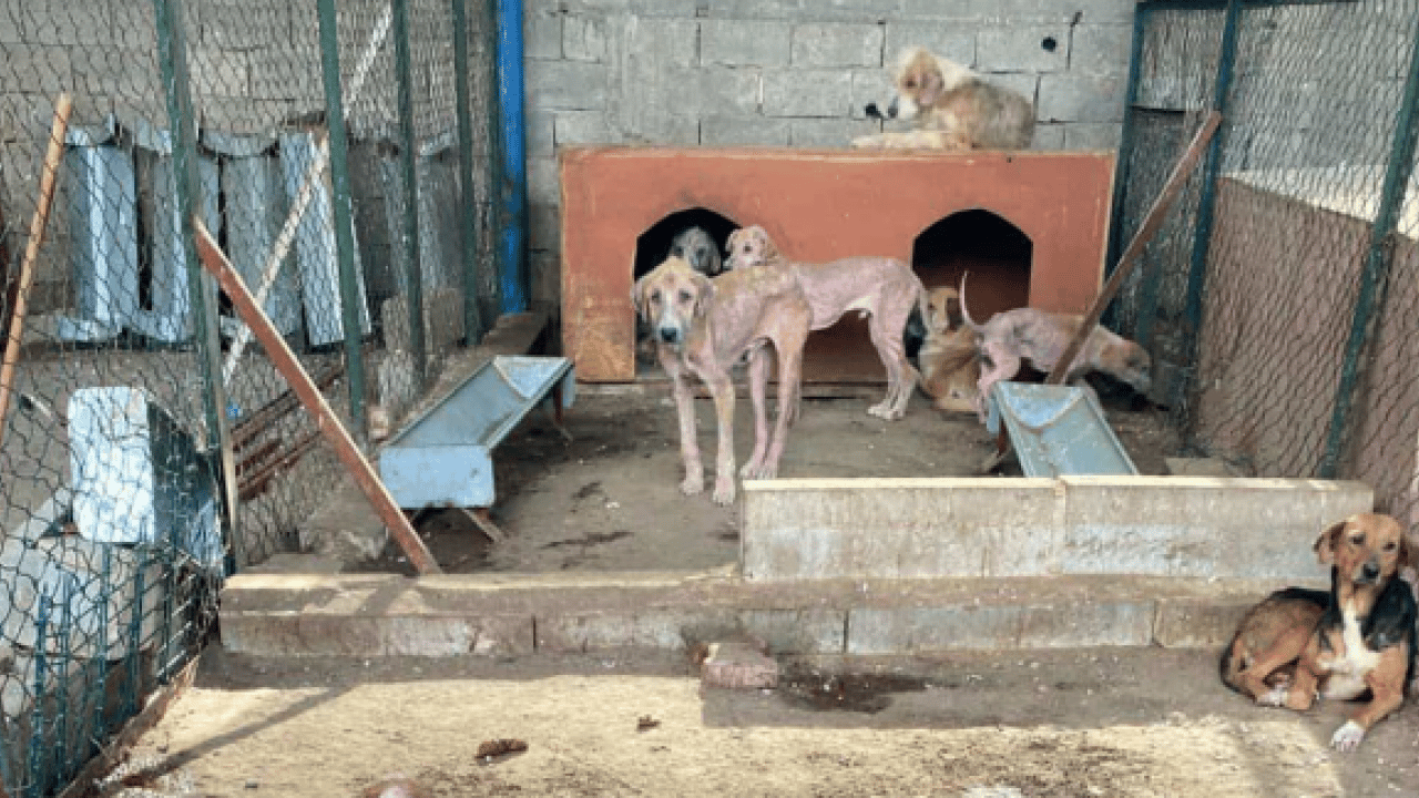 Foto - CHP’li belediyenin barınağında skandal görüntüler! Bunlar mıydı hayvansever? 