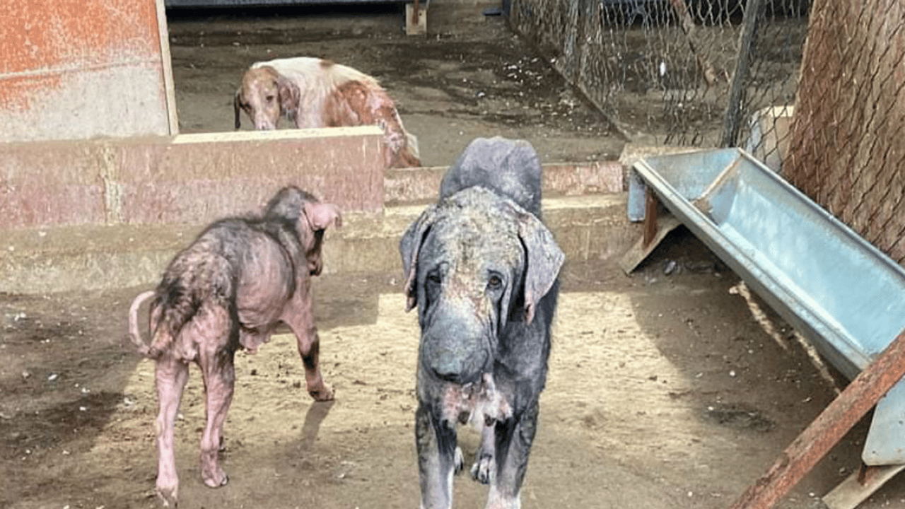 Foto - CHP’li belediyenin barınağında skandal görüntüler! Bunlar mıydı hayvansever? 