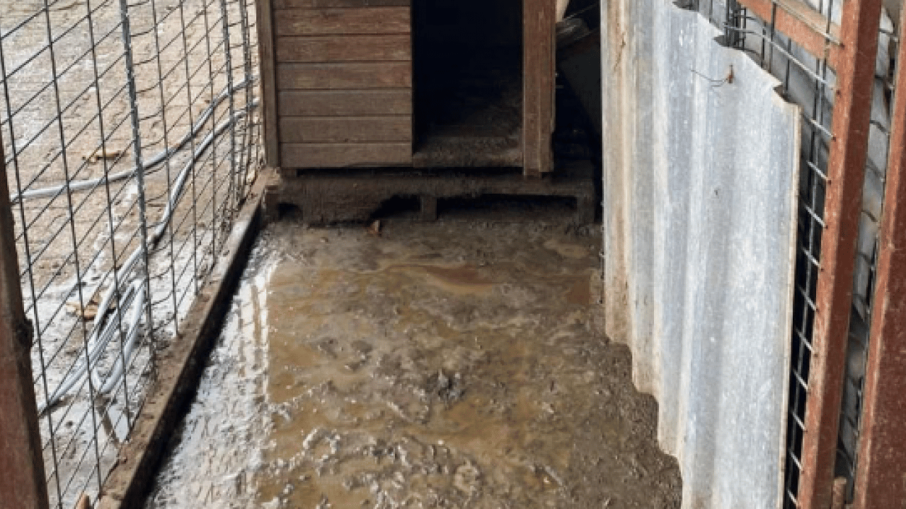 Foto - CHP’li belediyenin barınağında skandal görüntüler! Bunlar mıydı hayvansever? 