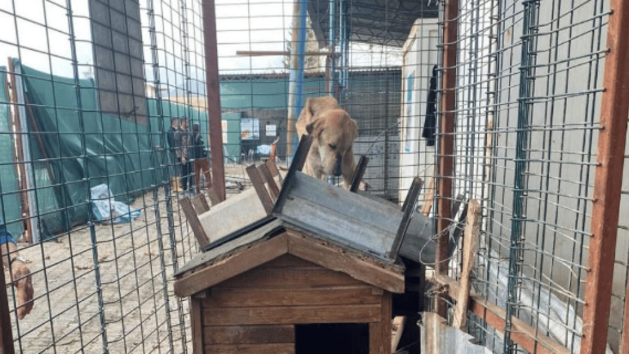 Foto - CHP’li belediyenin barınağında skandal görüntüler! Bunlar mıydı hayvansever? 