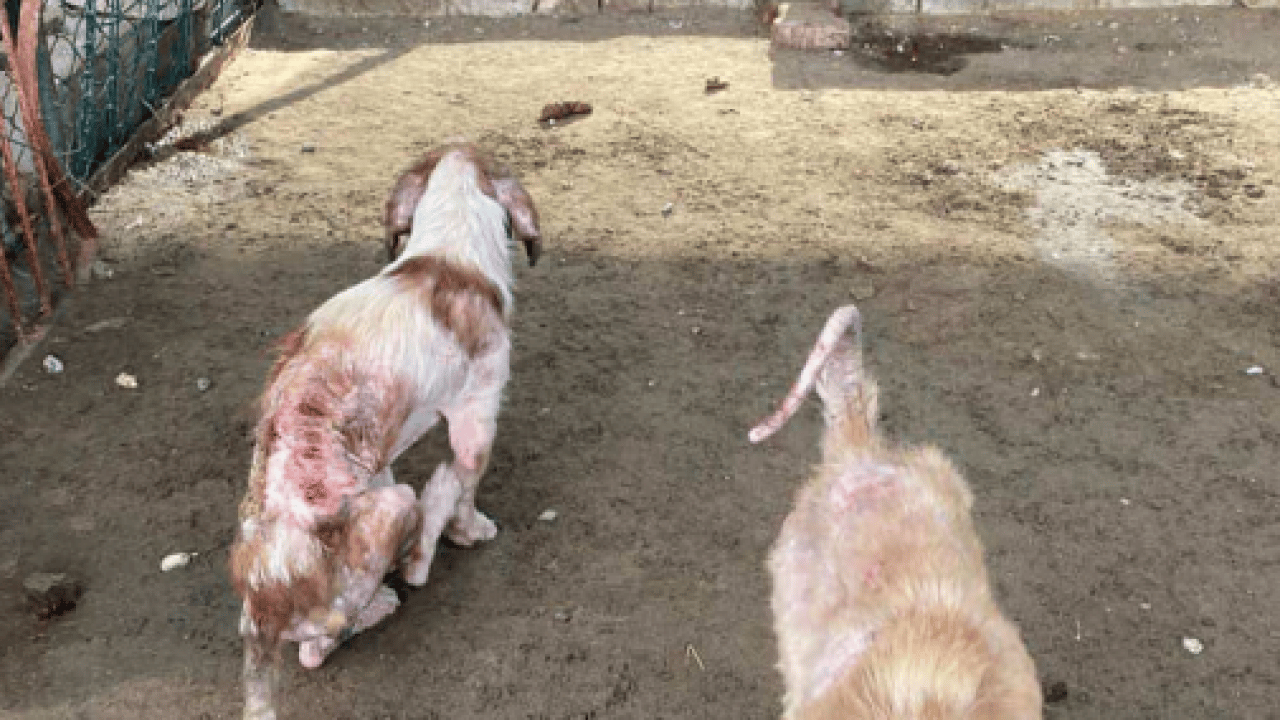 Foto - CHP’li belediyenin barınağında skandal görüntüler! Bunlar mıydı hayvansever? 