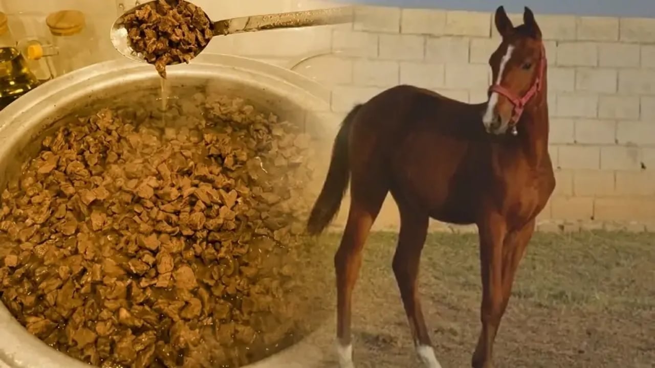 Foto - CHP’li belediyenin dağıttığı kavurmanın yarış atı etinden olduğu ortaya çıkmıştı! Kavurma yapılan atın sahibinden olay açıklama