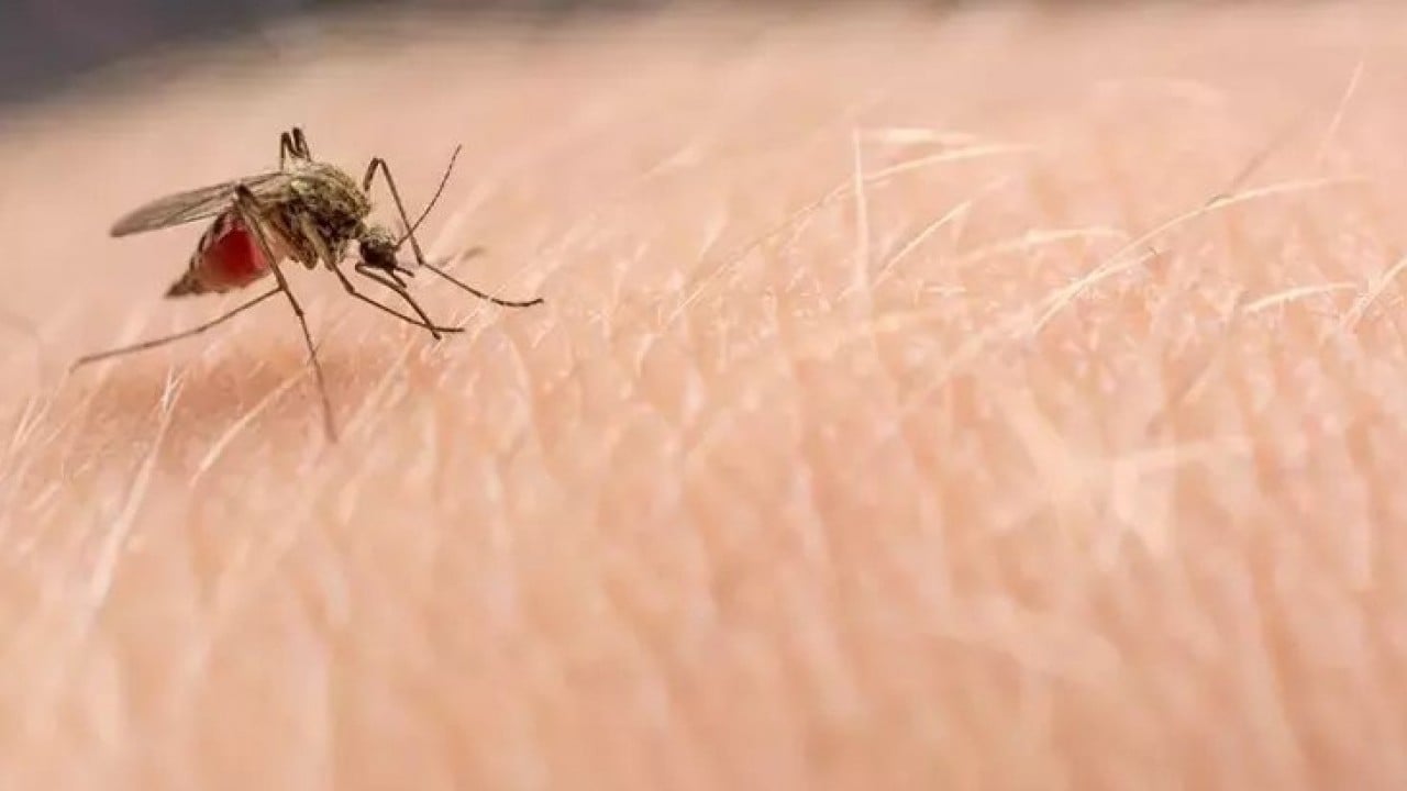 Foto - CHP'li belediyenin toplamadığı çöplere virüslü sinekler dadandı! İzmir'de sinek kabusu!