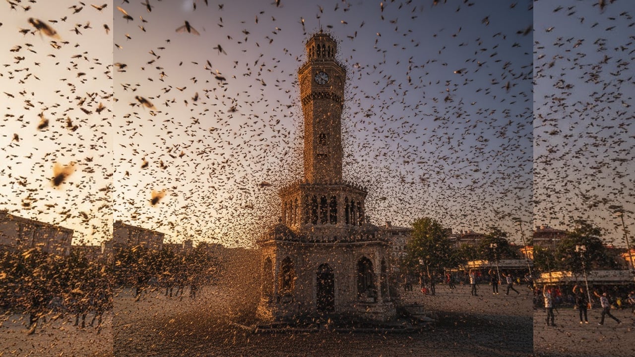 CHP'li belediyenin toplamadığı çöplere virüslü sinekler dadandı! İzmir'de sinek kabusu!