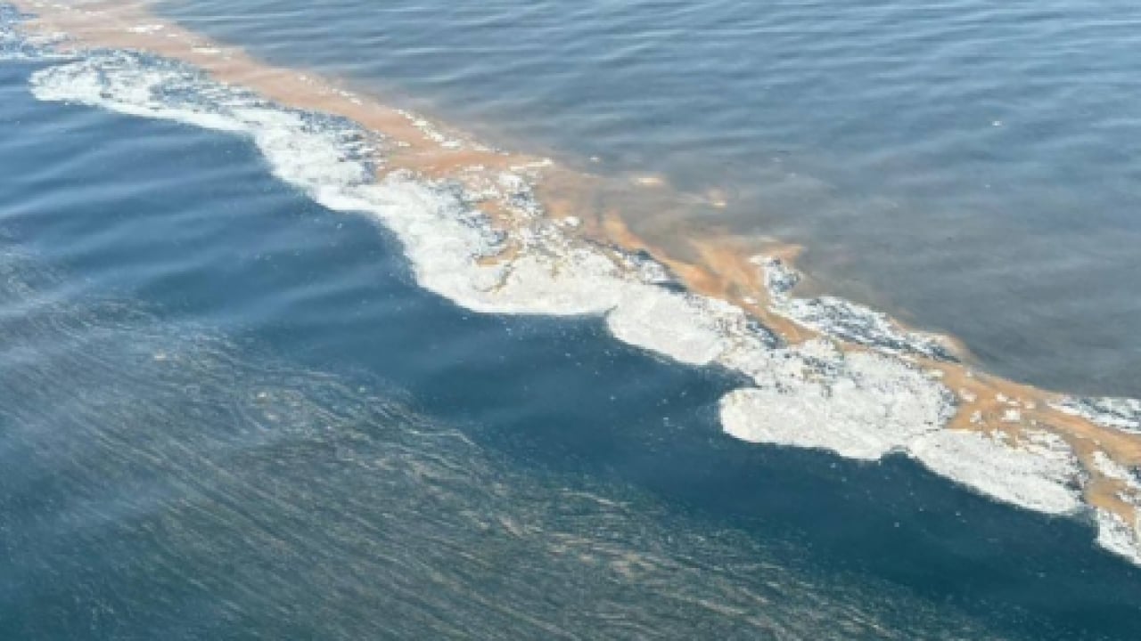 Foto - CHP'li İBB idaresindeki İstanbul can çekişiyor: Boğaz’da denizanası istilası