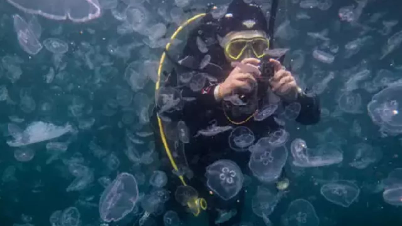 Foto - CHP'li İBB idaresindeki İstanbul can çekişiyor: Boğaz’da denizanası istilası