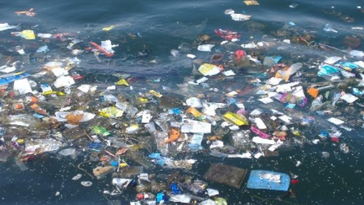 Foto - CHP'li İBB idaresindeki İstanbul can çekişiyor: Boğaz’da denizanası istilası