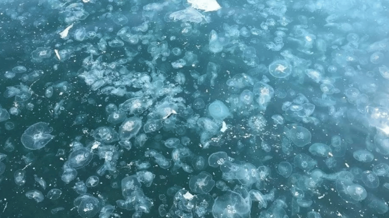 Foto - CHP'li İBB idaresindeki İstanbul can çekişiyor: Boğaz’da denizanası istilası