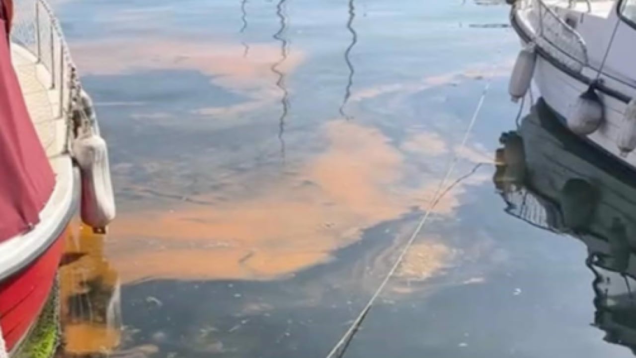 Foto - CHP'li İBB idaresindeki İstanbul can çekişiyor: Boğaz’da denizanası istilası