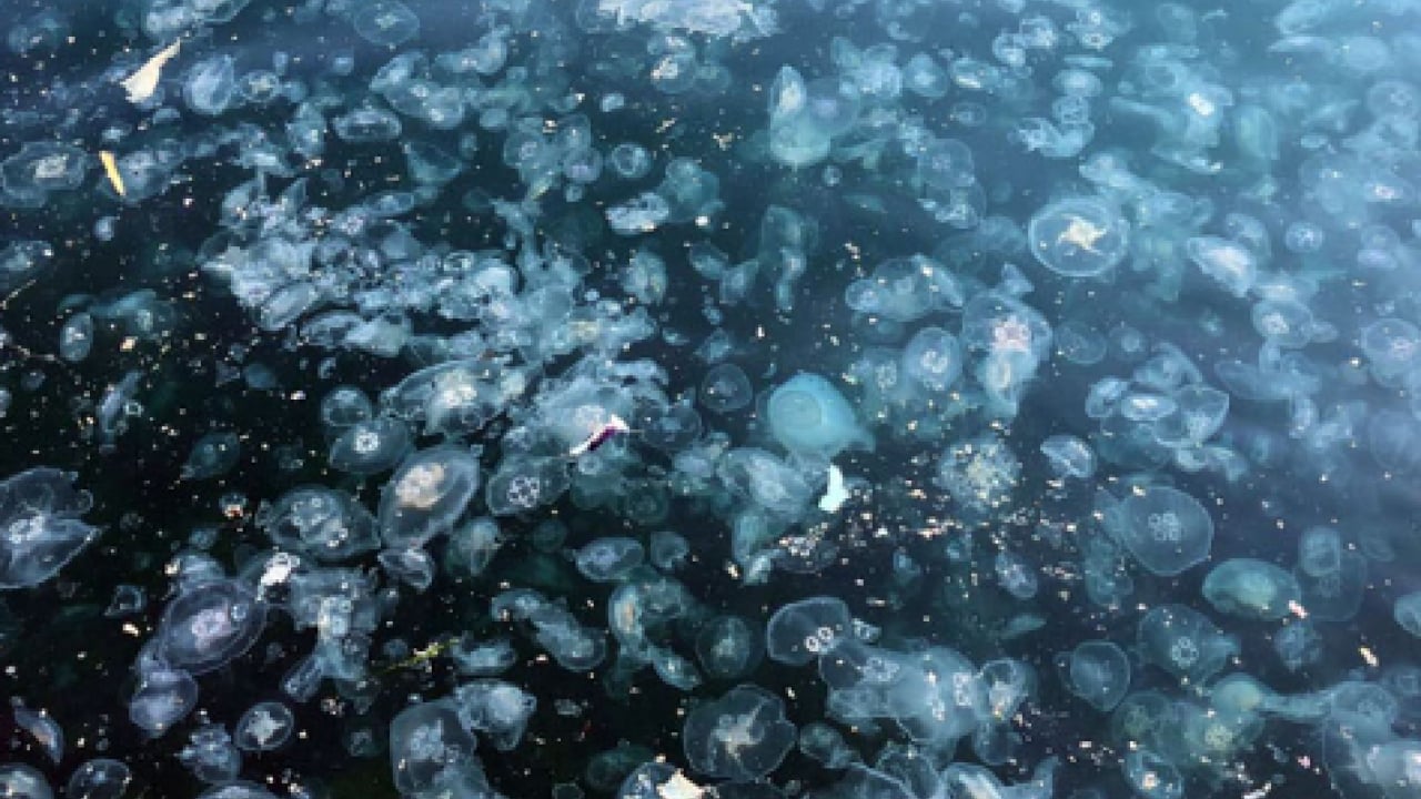 Foto - CHP'li İBB idaresindeki İstanbul can çekişiyor: Boğaz’da denizanası istilası