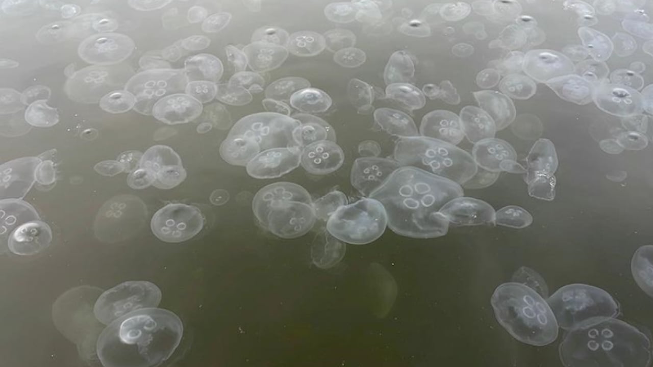 Foto - CHP'li İBB idaresindeki İstanbul can çekişiyor: Boğaz’da denizanası istilası