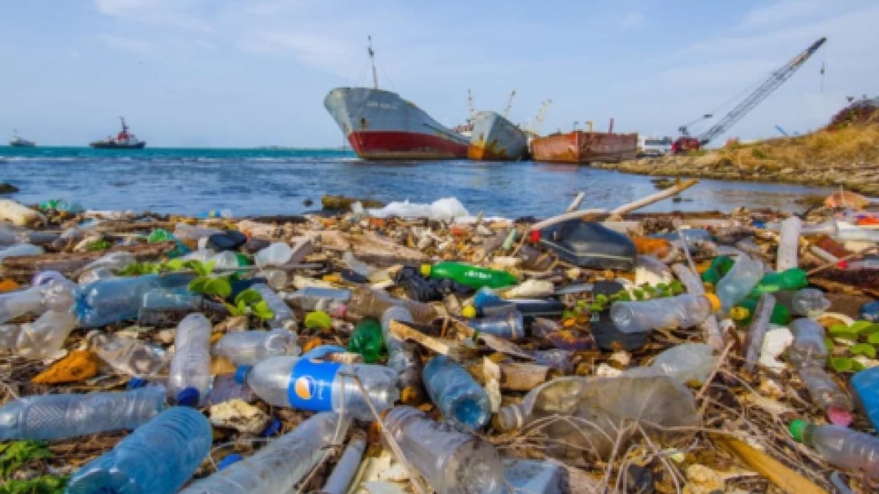 Foto - CHP'li İBB idaresindeki İstanbul can çekişiyor: Boğaz’da denizanası istilası