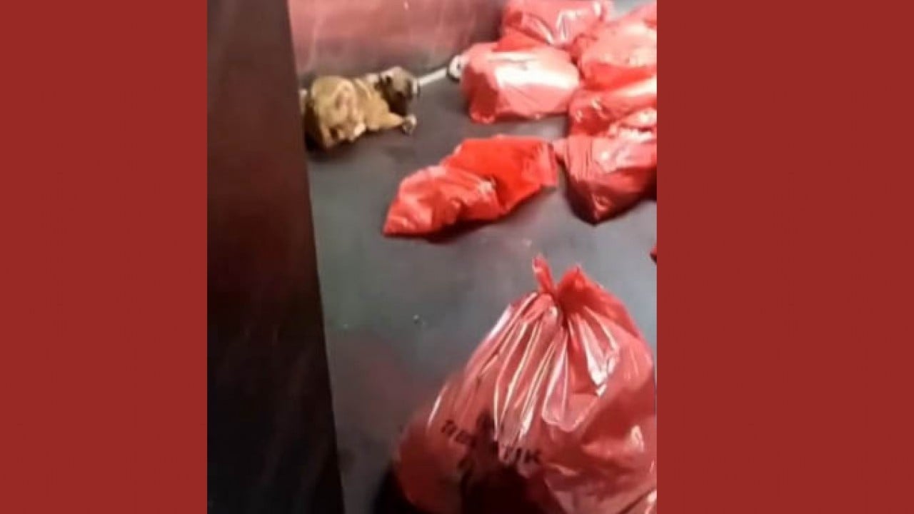 Foto - CHP’li sözde hayvanseverler meydana buyurun? Mansur’un barınağındaki çöpten ölü köpekler çıktı