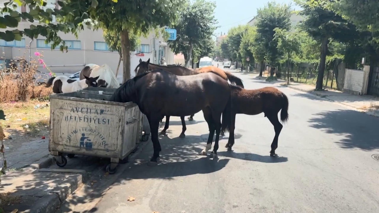 CHP’nin İstanbul’a yapmadığı eziyet kalmadı! Şimdi de başıboş at tehlikesi!