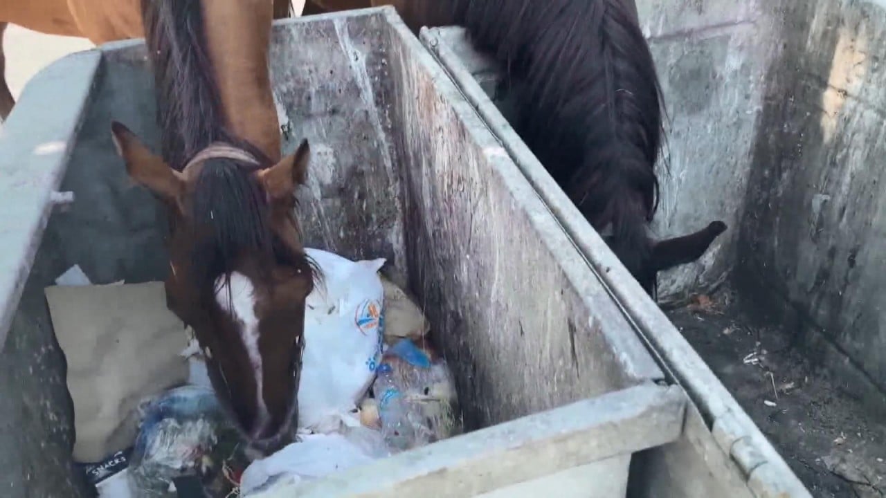 Foto - CHP’nin İstanbul’a yapmadığı eziyet kalmadı! Şimdi de başıboş at tehlikesi!