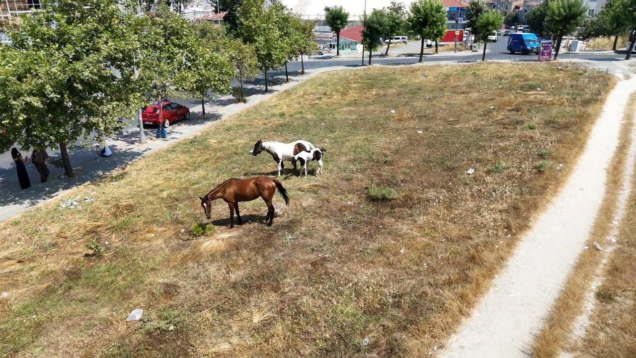Foto - CHP’nin İstanbul’a yapmadığı eziyet kalmadı! Şimdi de başıboş at tehlikesi!