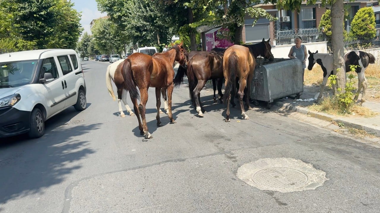 Foto - CHP’nin İstanbul’a yapmadığı eziyet kalmadı! Şimdi de başıboş at tehlikesi!