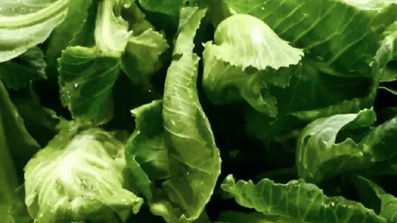 Foto - Cibes otu nedir, ne işe yarar ve nerede yetişir? Cibes otunun faydaları nelerdir...