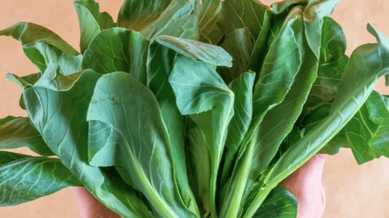 Foto - Cibes otu nedir, ne işe yarar ve nerede yetişir? Cibes otunun faydaları nelerdir...