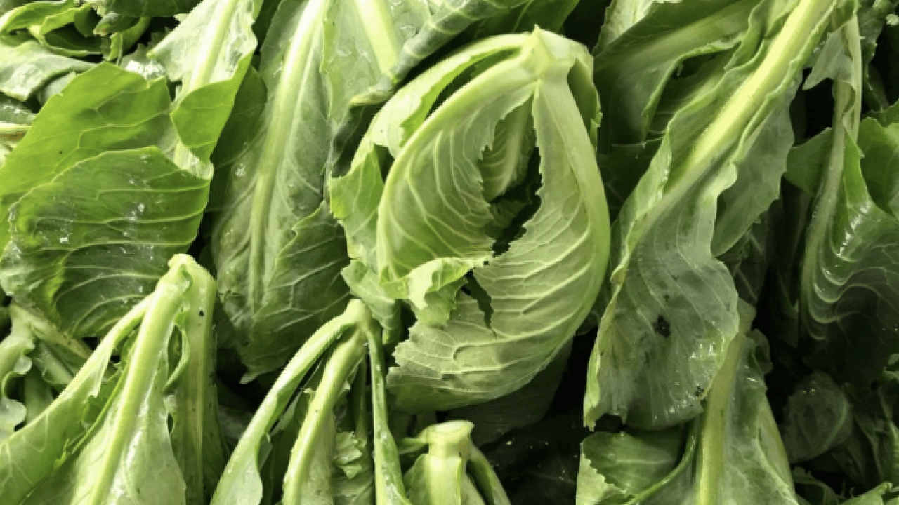 Foto - Cibes otu nedir, ne işe yarar ve nerede yetişir? Cibes otunun faydaları nelerdir...