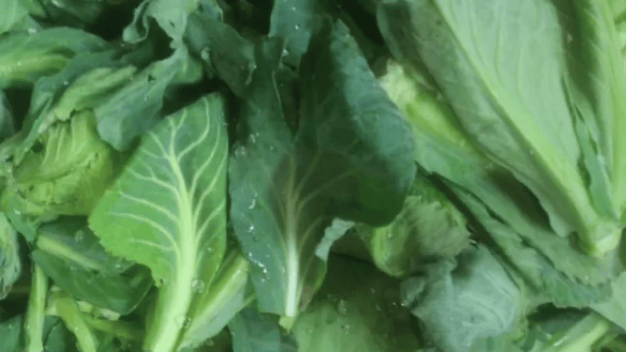 Foto - Cibes otu nedir, ne işe yarar ve nerede yetişir? Cibes otunun faydaları nelerdir...