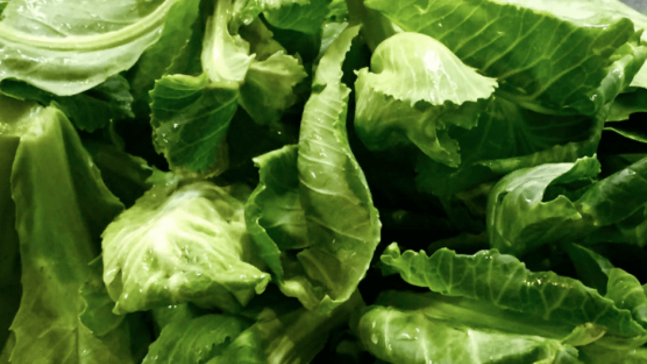 Foto - Cibes otu nedir, ne işe yarar ve nerede yetişir? Cibes otunun faydaları nelerdir...