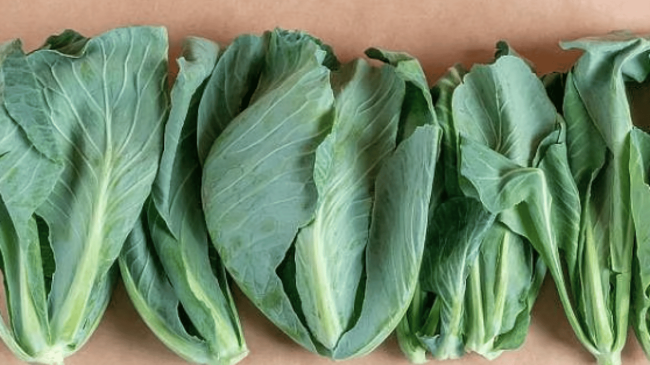 Foto - Cibes otu nedir, ne işe yarar ve nerede yetişir? Cibes otunun faydaları nelerdir...