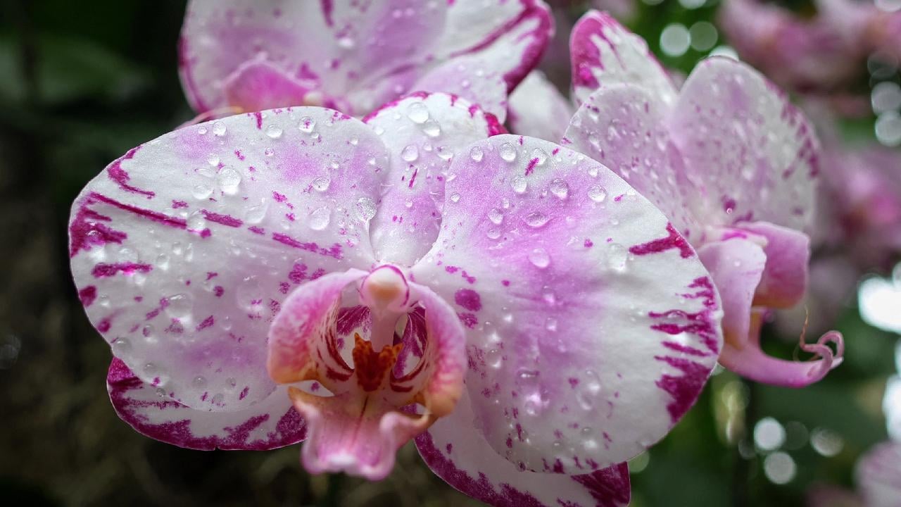 Foto - Çiçek açmayan orkideye çiçek açtırma tüyosu! Çiçeklerle yapılan hata: Orkideye düşman! Tek çiçek taktiği