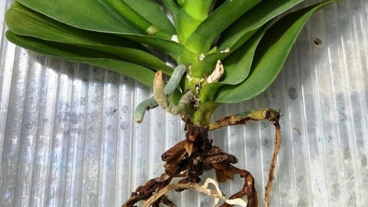 Foto - Çiçek açmayan orkideye çiçek açtırma tüyosu! Çiçeklerle yapılan hata: Orkideye düşman! Tek çiçek taktiği