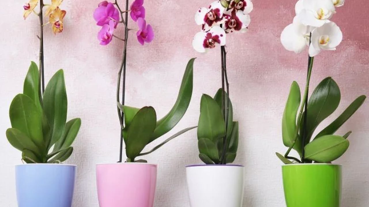 Foto - Çiçek açmayan orkideye çiçek açtırma tüyosu! Çiçeklerle yapılan hata: Orkideye düşman! Tek çiçek taktiği