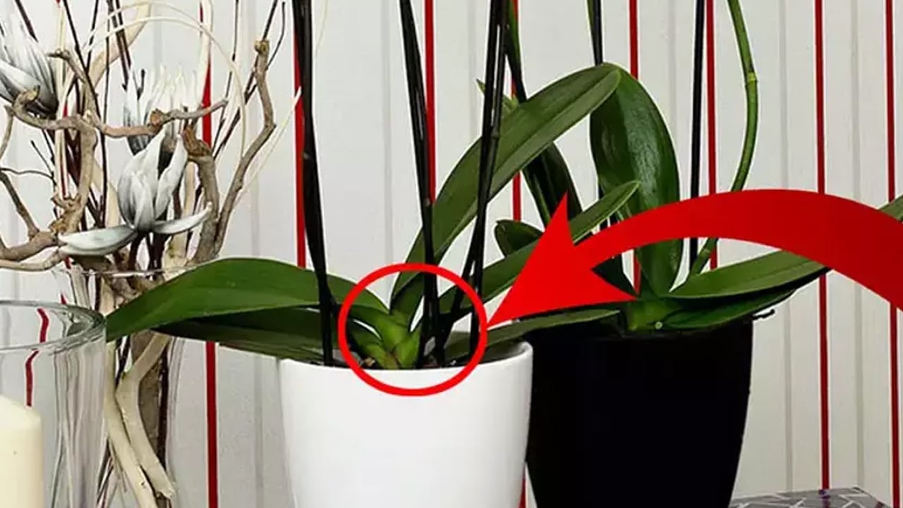 Foto - Çiçek açmayan orkideye çiçek açtırma tüyosu! Çiçeklerle yapılan hata: Orkideye düşman! Tek çiçek taktiği