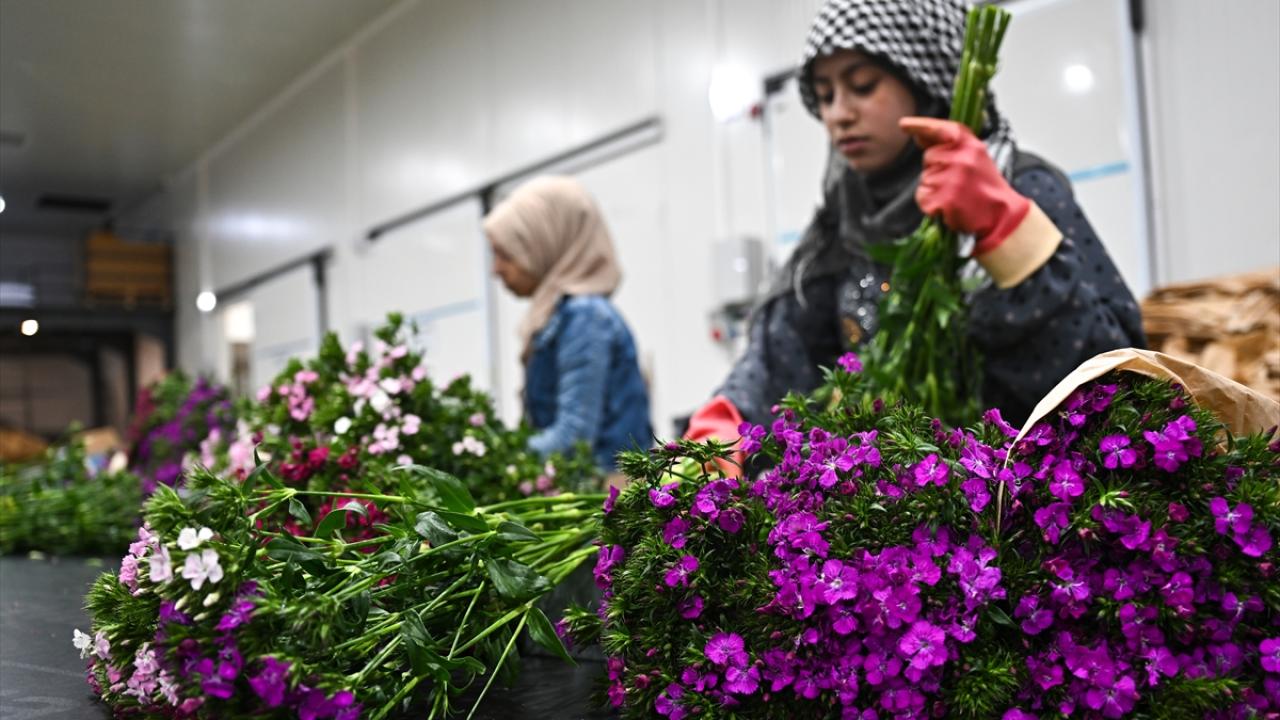 Foto - 'çiçek gibi' 12 milyon dolar