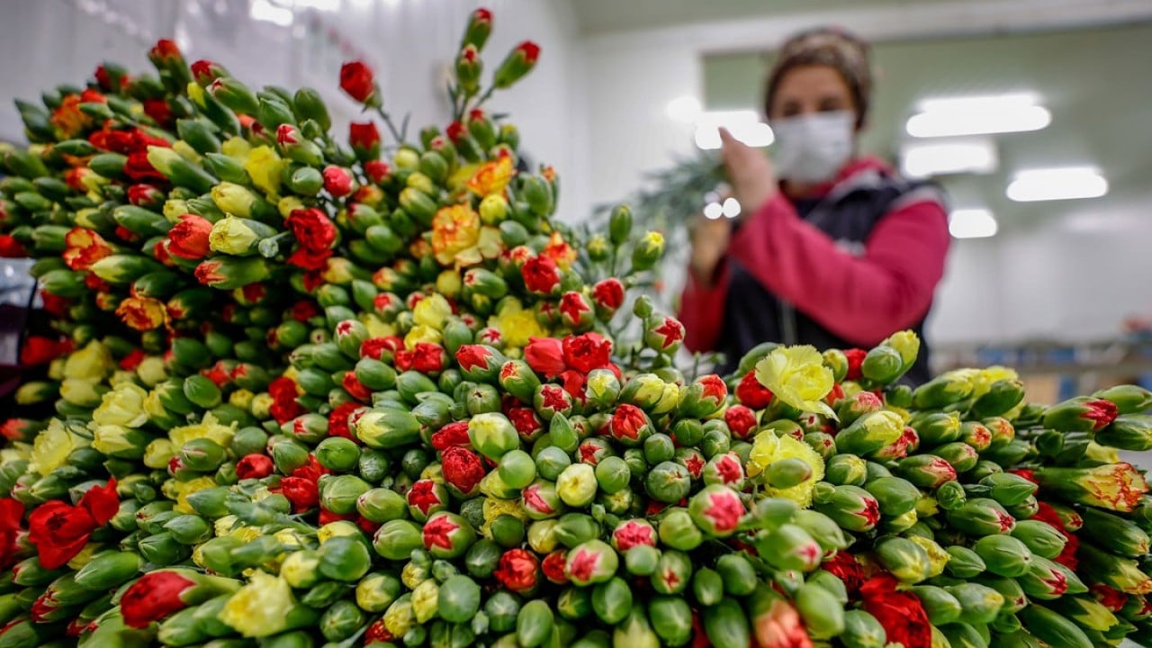 'çiçek gibi' 12 milyon dolar