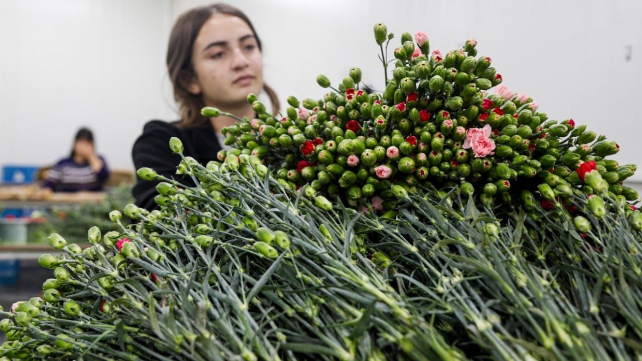 Foto - Çiçek ihracatında tüm zamanların rekoruna ulaşıldı