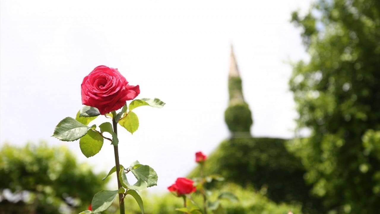 Foto - Çiçek kokuları baş döndürüyor Sarmaşık kaplı botanik bahçesi gibi cami