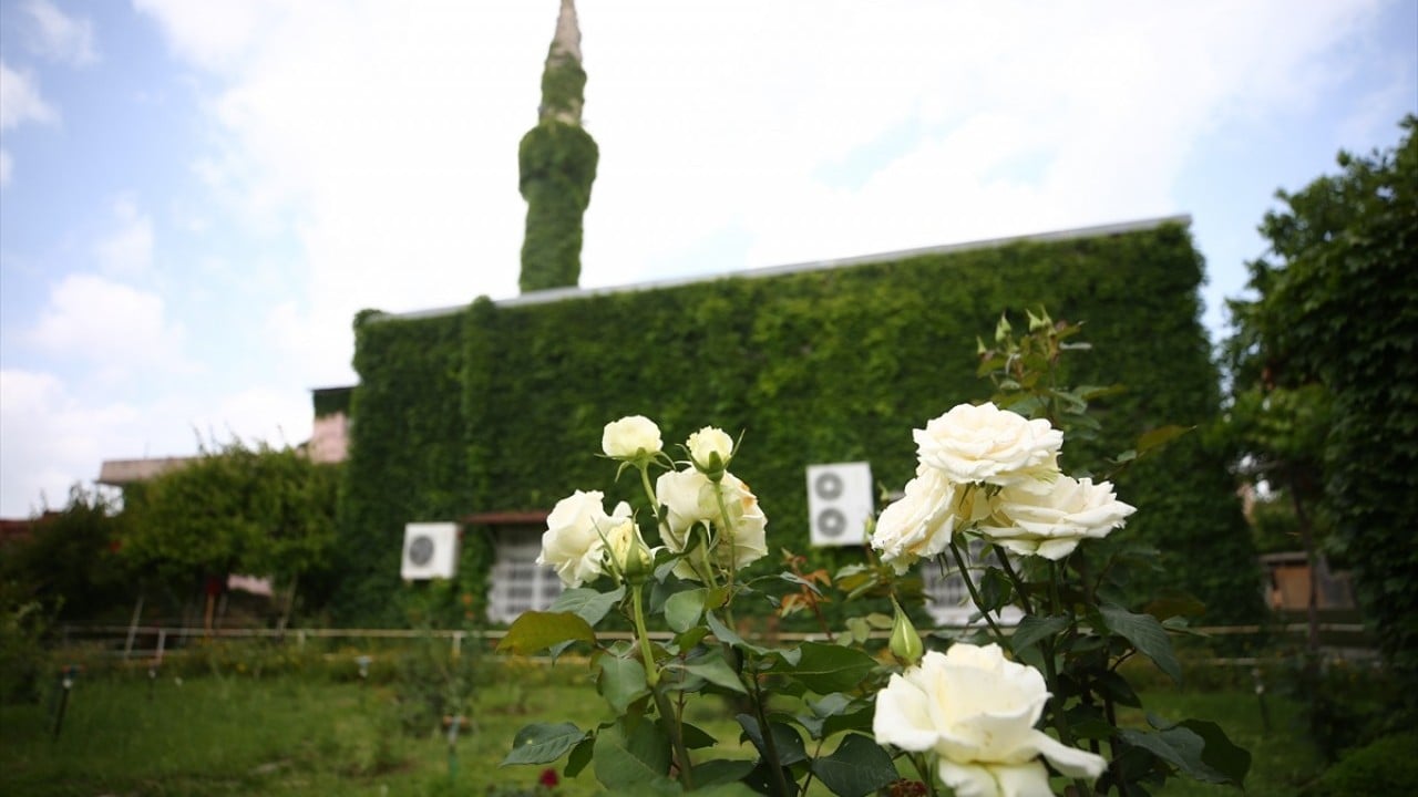 Foto - Çiçek kokuları baş döndürüyor Sarmaşık kaplı botanik bahçesi gibi cami