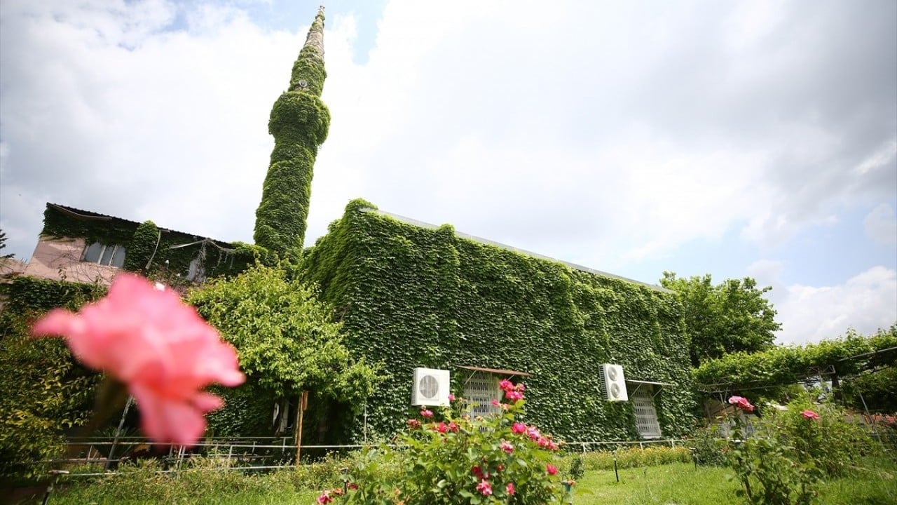 Foto - Çiçek kokuları baş döndürüyor Sarmaşık kaplı botanik bahçesi gibi cami