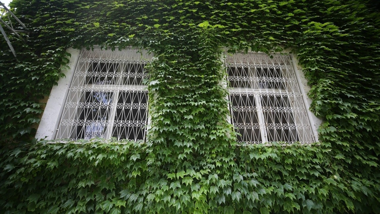 Foto - Çiçek kokuları baş döndürüyor Sarmaşık kaplı botanik bahçesi gibi cami