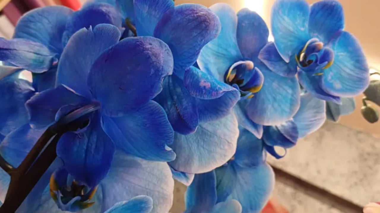 Foto - Çiçekçilerde 14 Şubat mesaisi! Bakın en çok hangisi tercih eidliyor