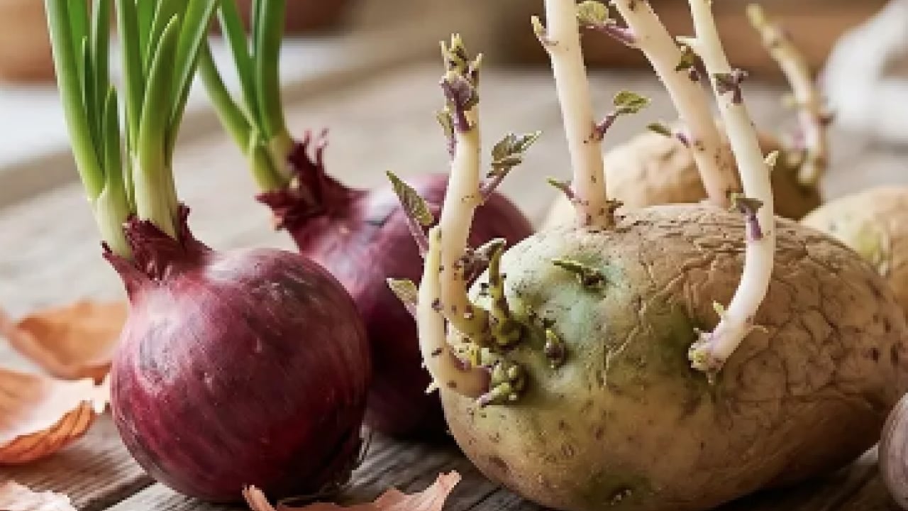 Foto - Ciddi bir sağlık tehdidi mi? Yeşeren ve filizlenen patates, soğan ve sarımsak yenir mi? 