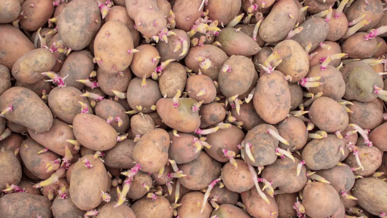 Foto - Ciddi bir sağlık tehdidi mi? Yeşeren ve filizlenen patates, soğan ve sarımsak yenir mi? 