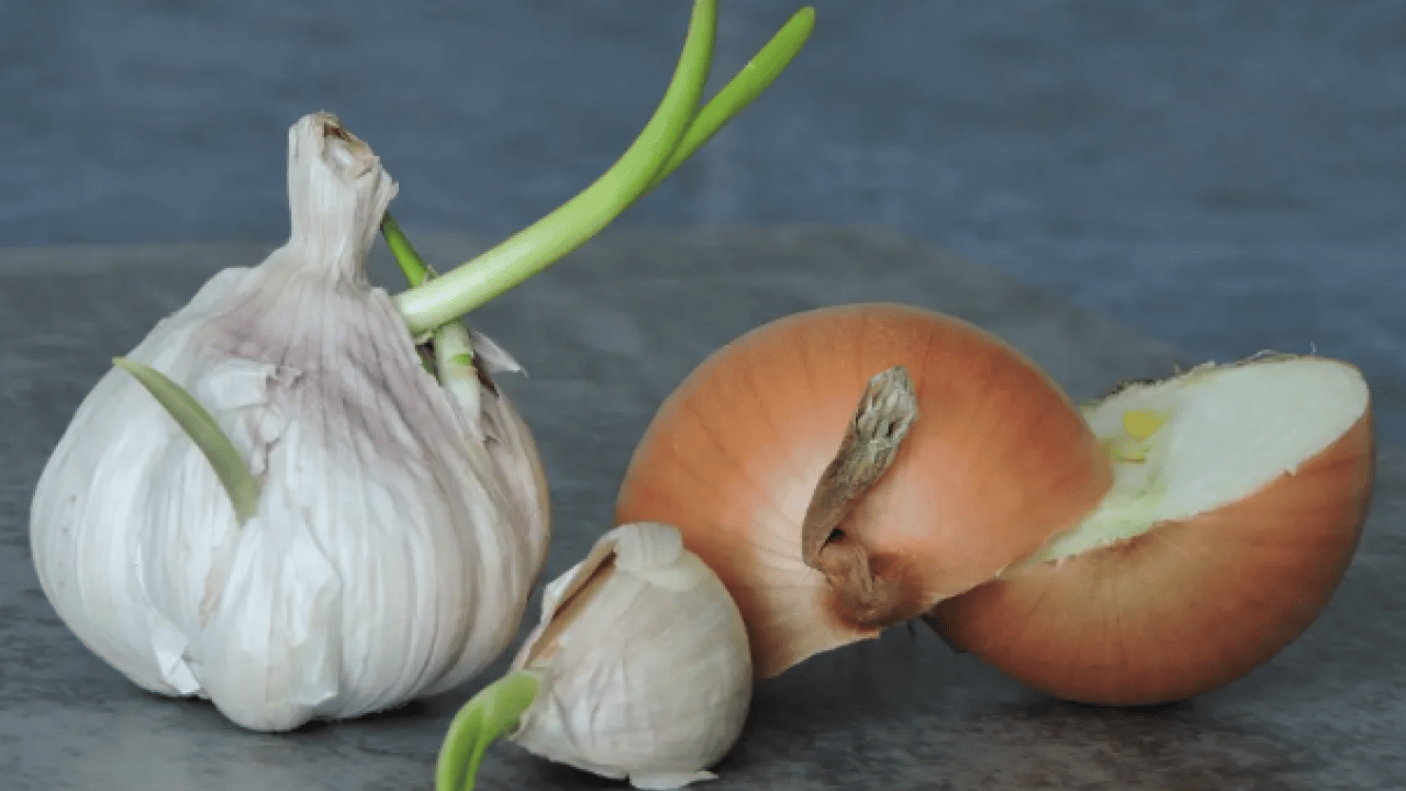 Foto - Ciddi bir sağlık tehdidi mi? Yeşeren ve filizlenen patates, soğan ve sarımsak yenir mi? 